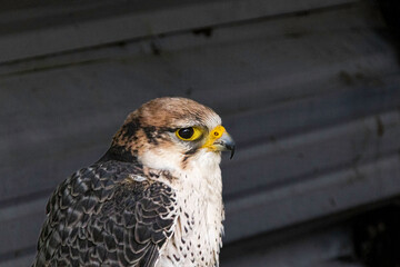 Greifvogel