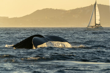 humpback whale slapping tail in cabo san lucas - obrazy, fototapety, plakaty