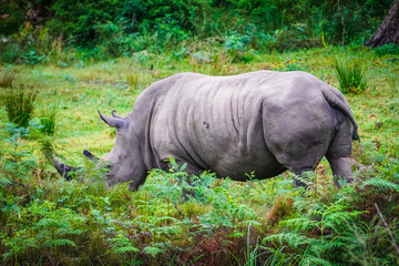 White Rhino