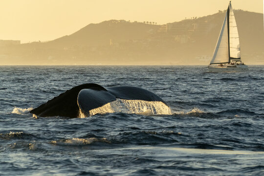 humpback whale slapping tail in cabo san lucas