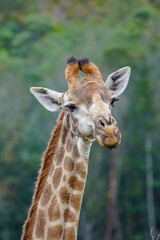 Wild Giraffe Eating