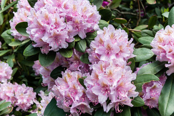 Rhododendron flower bush. Evergreen shrub. Used as an ornamental garden plant. Beautiful flowers.