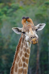 Obraz premium Wild Giraffe Eating