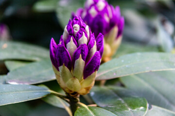 Flower of Rhododendron Katevbinsky. Evergreen shrub. Used as an ornamental garden plant.