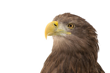 Obraz premium Adult White tailed eagle Isolated on White background. Scientific name: Haliaeetus albicilla, also known as the ern, erne, gray eagle, Eurasian sea eagle and white-tailed sea-eagle.