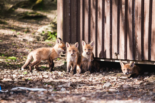 Group Of Cute Baby Foxes