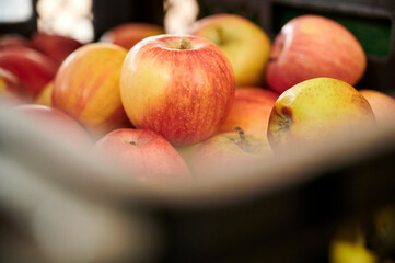 Eine Kiste mit rot gelb grün gefärbten Äpfeln