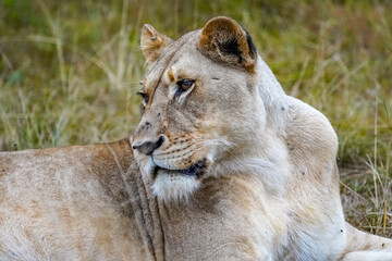 Lazy Lioness