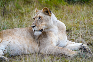 Lazy Lioness