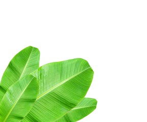 Obraz premium Large cluster of green banana leaves of exotic palm trees in sunlight on white background.