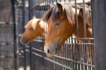 Fototapeta premium Two horses poked their heads out of the corral. Sad look of a horse. Sad horse close-up. In the background, the second horse is indistinct