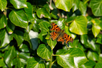 Comma butterfly (Polygonia c-album) with open wings sitting on a green plant in Zurich, Switzerland