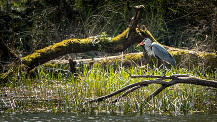 Long-legged stork with an orange beak in the water