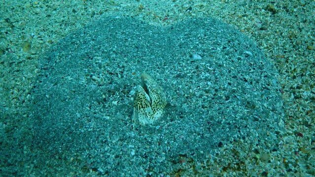 The head of a large eel sticks out of the sand and often opens its mouth for breathing near a coral reef, Red Sea