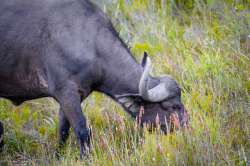 Wild Cape Buffalo