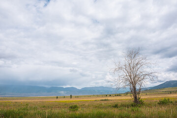 Dramatic view to old dry tree in sunlit steppe against somber large mountains in low clouds during rain. Gloomy landscape with high mountain range in rain and steppe in sunlight in changeable weather.