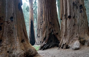 Riesige Baumstämme im Sequoia National Park, Kalifornien, USA. © Arsekula/Wirestock Creators