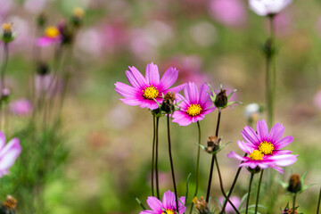 Obraz na płótnie Canvas Galsang flower in sunny spring