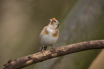Goldfinch juvenile perched on a log
