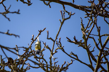 Bird on tree head down