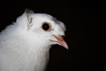 Close up of a white pigeon