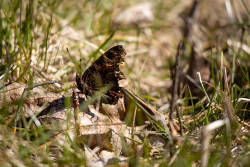 Butterfly on grass