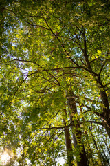sunny trees