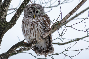 Barred Owl Perched in Winter Strix Varia