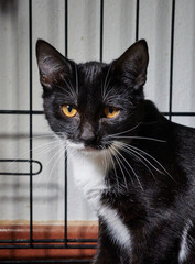 Portrait of a cute black and white cat with long white whiskers staring at the viewer from the cage