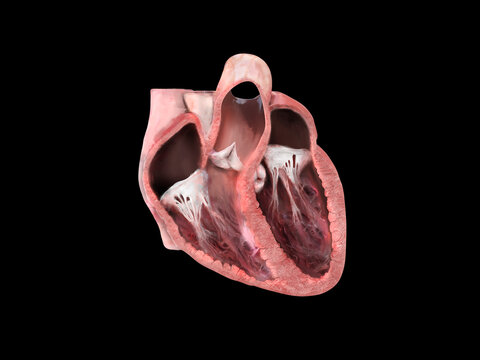 human heart anatomy. Educational diagram showing blood flow with main parts labeled. anatomical heart section, right and left ventricle and septum, heart valve, heart attack, heart problems, 3d render