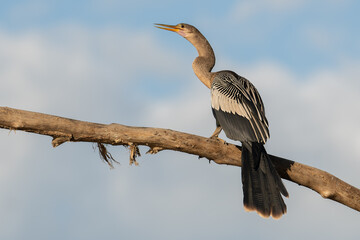 Anhinga Cost Rica.. 
