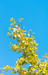 Yellow ginkgo tree under the blue sky