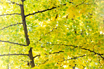 Yellow ginkgo tree in autumn