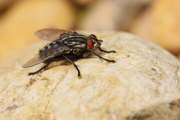 mouche