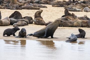 Cape fur seal, Arctocephalus pusillus pusillus, family with babies on a beach in Namibia
