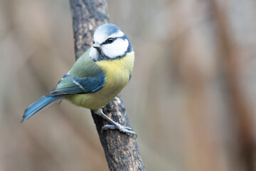 Mésange bleue. Blue Tit.