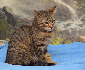 brown tabby kitten european shorthair