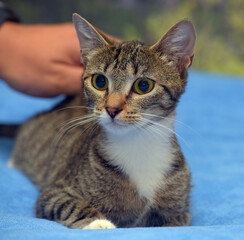 Obraz premium striped with white brown cat on the couch