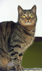 european shorthair cat on a light background