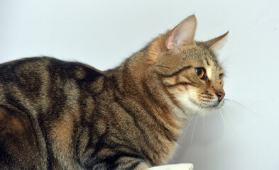 european shorthair cat on a light background
