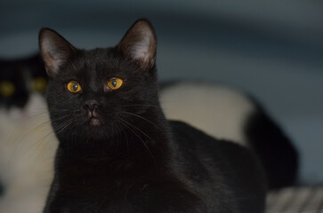 black shorthaired cat with yellow eyes