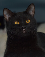 black shorthaired cat with yellow eyes