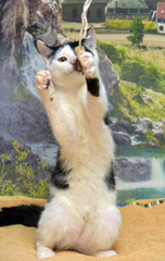white with black cute playful kitten on its hind legs