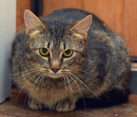 brown cat sitting on the wooden floor