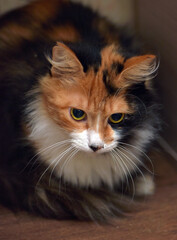 beautiful tricolor fluffy domestic cat