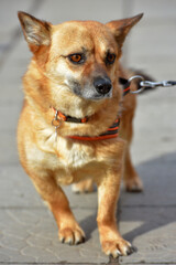 little ginger dog half-breed on a leash