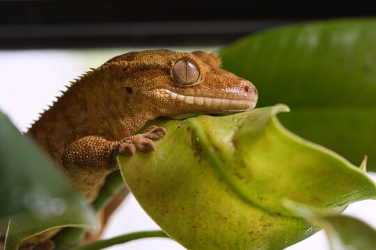 Closeup shot of a crested gecko sitting on the leaves of a tree