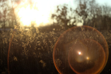 Tall grass and wildflowers in a late afternoon sunlight of early spring, vintage lens flares