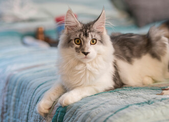 Maine Coon Cat female juvenile
