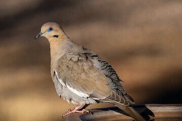 White-winged dove looking at the camera with its blue eyelids.